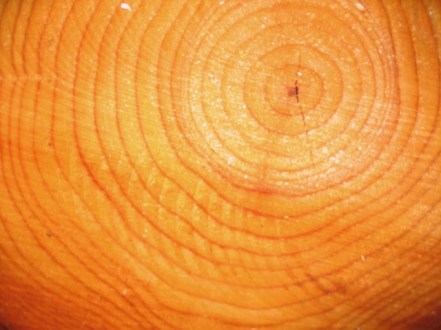 69b73-growth_rings